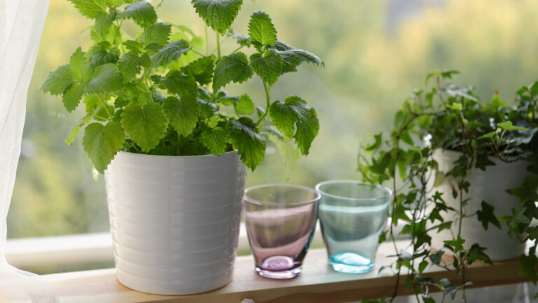 Read more about the article Five Plants that You Need to have for your Kitchen Garden ASAP