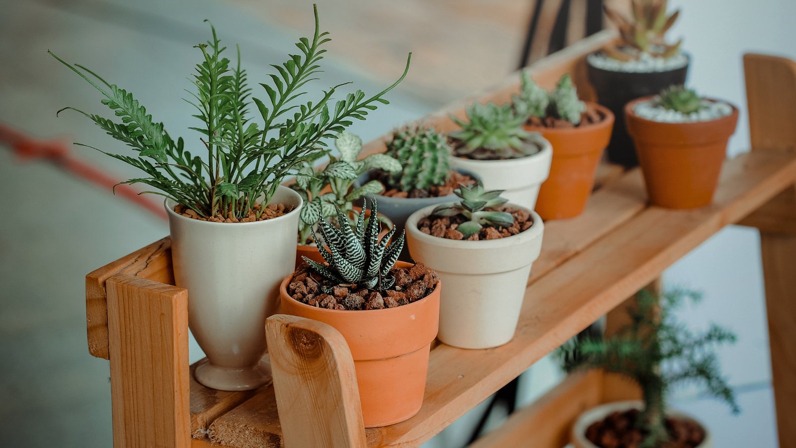 8 Ways How You May Take Care Of Your Pot Plants