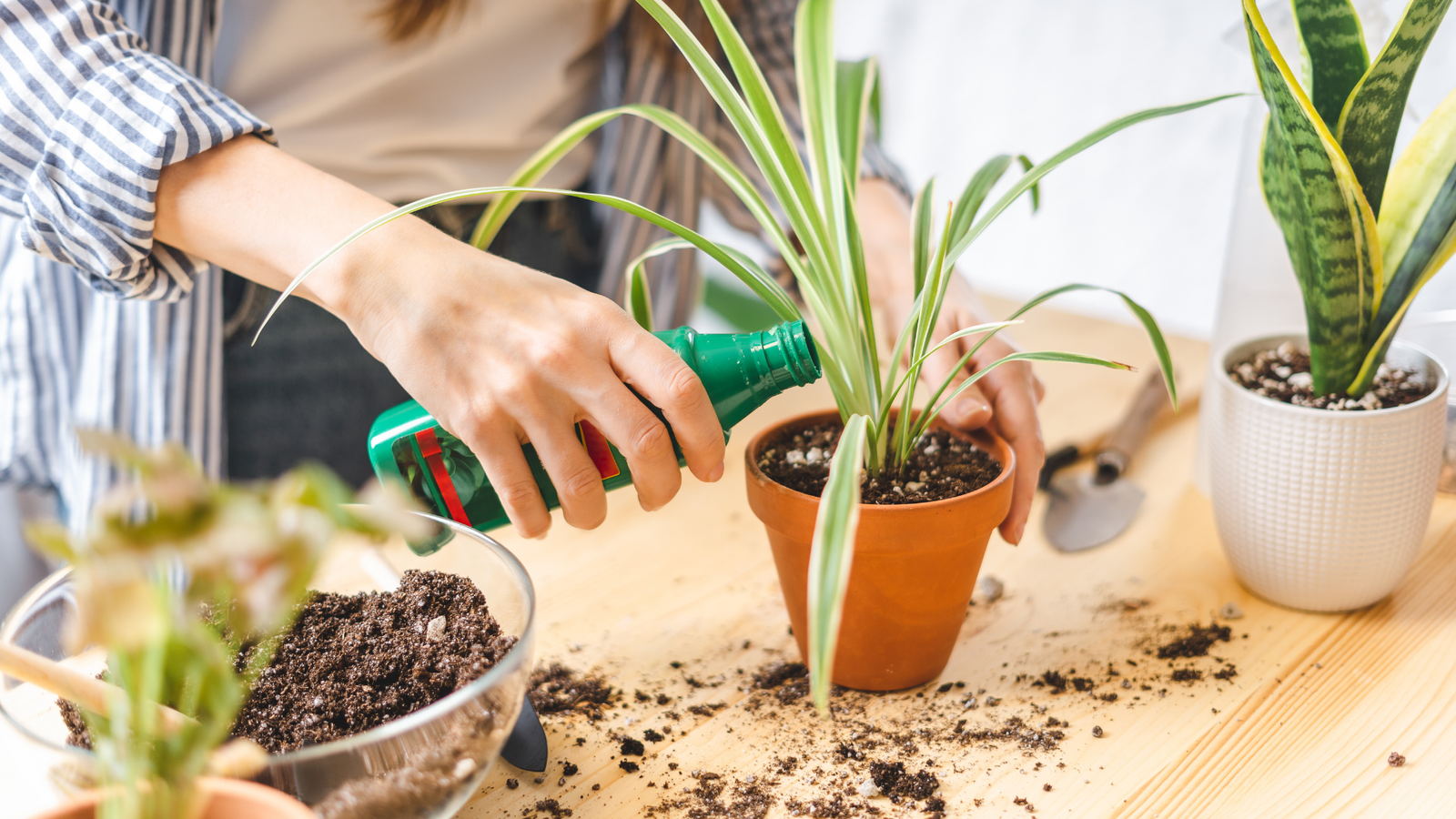 8 Ways How You May Take Care Of Your Pot Plants