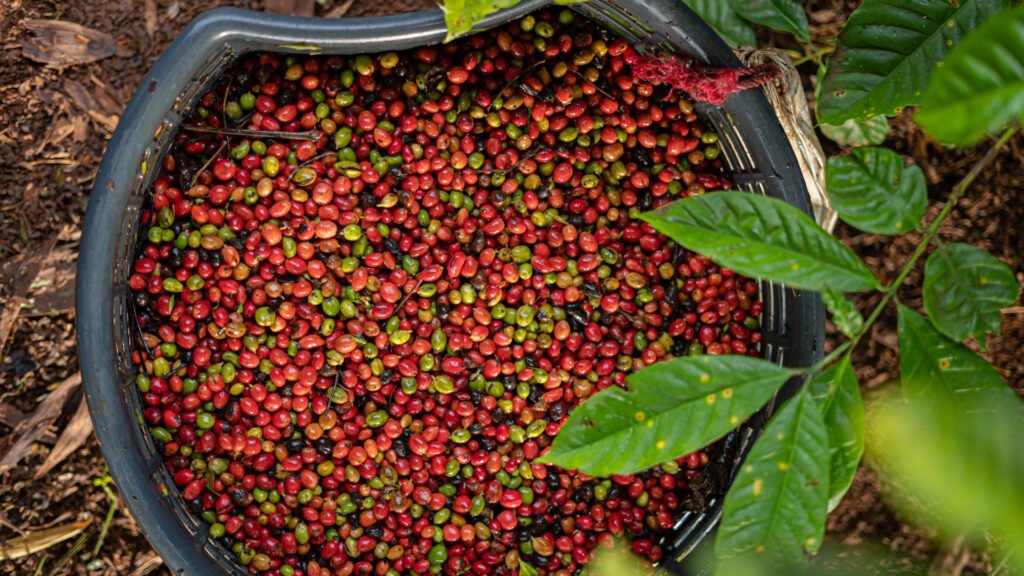 The coffee story you hardly knew about: Coffee Plantation in Araku.