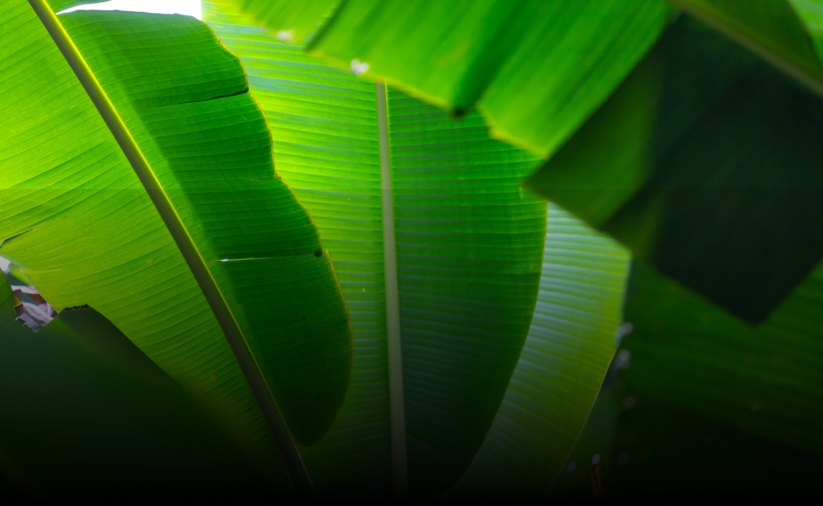 Read more about the article Banana Tree Secrets: A Holistic Approach to Health and Wellness