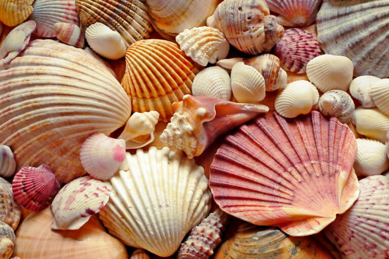 Seashell Collection as Hobby