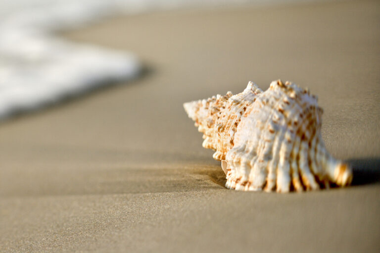 Seashell collection Tips and Tricks that can Make your weekend Worthwhile!