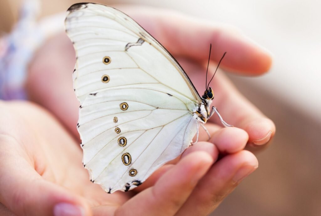 The Butterfly Effect On Your Life: 10 Ways in which it can help you