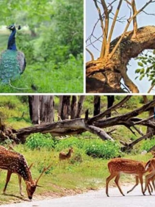 Best wildlife safaries in monsoon